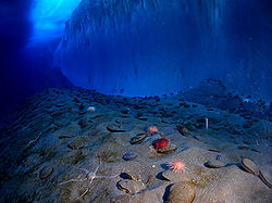  Quelques Homaxinella balfourensis au piedd'un mur de glace au Détroit de McMurdo