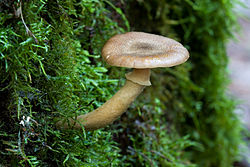  Armillaria hinnulea