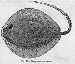  Urogymnus asperrimus