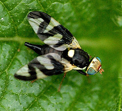  Urophora cardui, mâle