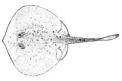  Urotrygon caudispinosus