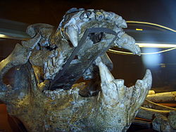 Ursus deningeri, Musée de Tautavel