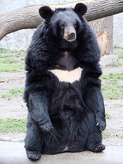  Ours noir d'Asie