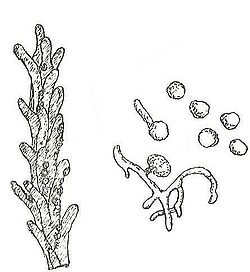  Papilles stigmatiques d'une fleur de bléChlamidospores et leur germination