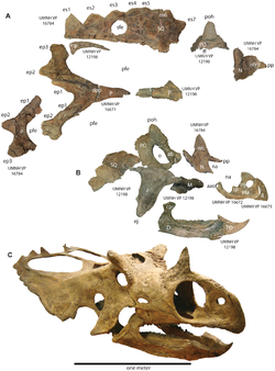  Sélection d’éléments de crânes de Utahceratops gettyi
