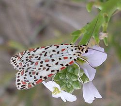 Utetheisa pulchelloides