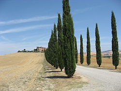 Val-d'Orcia-landscape-1.jpg