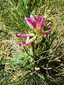  Trifolium alpinum