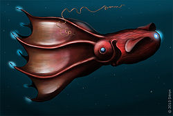  Vampyroteuthis infernalis