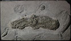  Fossile de Vampyronassa rhodanica.