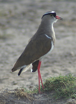   Vanellus coronatus