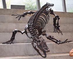 Squelette de Megalania priscaau musée de Melbourne