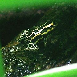  Ranitomeya ventrimaculatus