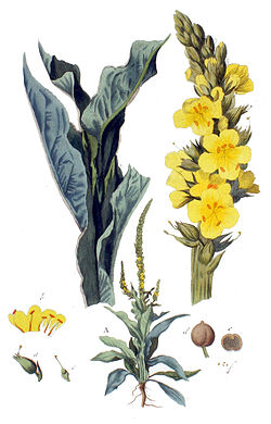  Verbascum thapsus