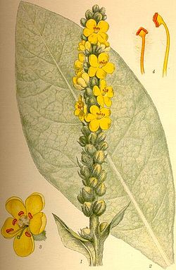  Verbascum thapsus