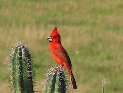   Cardinalis phoeniceus