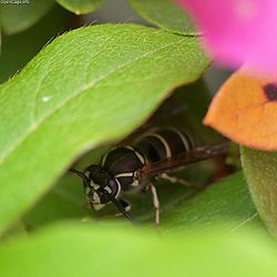  Vespula flaviceps