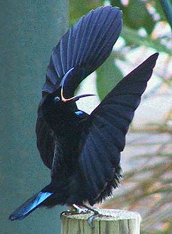  Ptiloris victoriae (mâle)