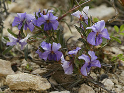  Viola arborescens
