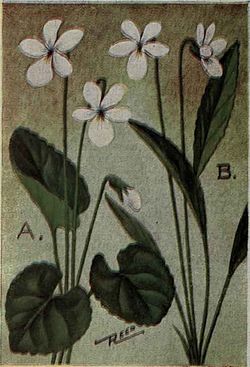  Viola lanceolata (à droite, notée B)