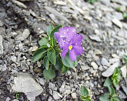  Viola cenisia