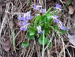  Violette des collines (Viola collina)