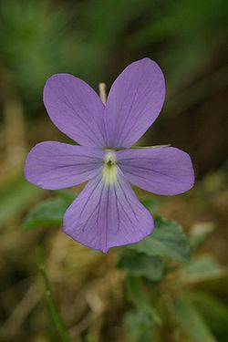  Viola cornuta