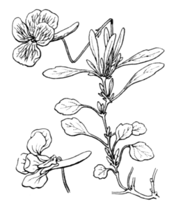 Viola corsica