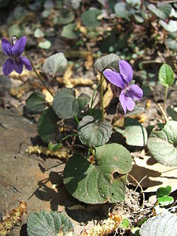  Viola labradorica