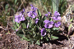  Viola nephrophylla