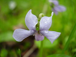  Viola palustris