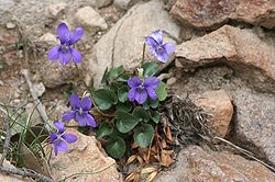 Viola rupestris