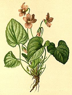 Viola thomasiana