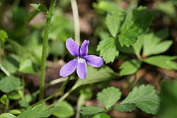  Viola uliginosa