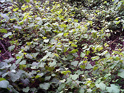  Vitis vinifera subsp. sylvestris sur la Sierra Madrona