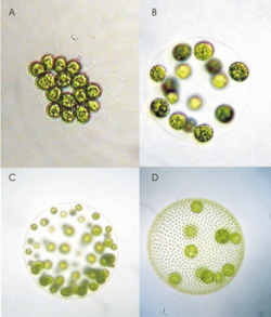 (A) Gonium pectorale, (B) Eudorina elegans, (C) Pleodorina californica et (D) Volvox carteri