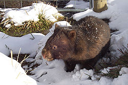  Un wombat (Vombatus ursinus) dans la neige.