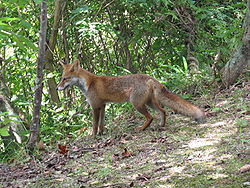  Vulpes vulpes japonica