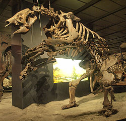 Squelette d'Eremotherium au Houston Museum of Natural Science, Texas.