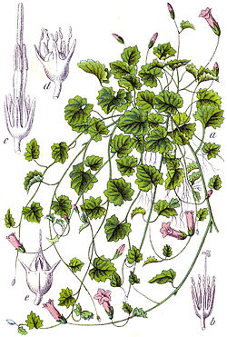  Wahlenbergia hederacea