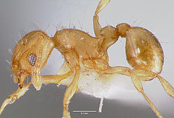 Vue de profil d’une Wasmannia auropunctata