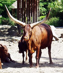 Watusi cattle - Watussirind.jpg