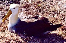  Albatros des Galapagos (Phoebastria irrorata)