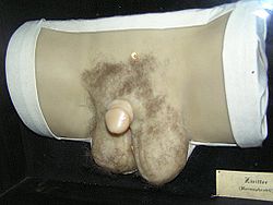 Wax human hermaphrodit genital 1.jpg