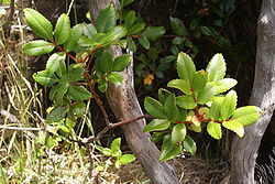 Feuilles de Weinmannia mauritiana