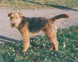 Welshterrier.jpg