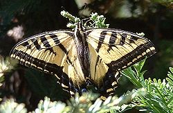  Papilio rutulus