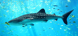  Requin-baleine deTaiwan à l'aquarium de Géorgie.