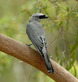 Coracina papuensis