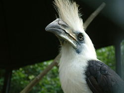  Calao coiffé (Berenicornis comatus)